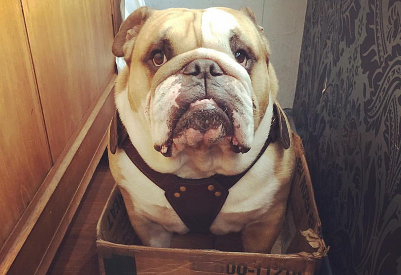 henry-in-box